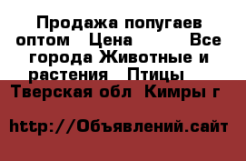 Продажа попугаев оптом › Цена ­ 500 - Все города Животные и растения » Птицы   . Тверская обл.,Кимры г.